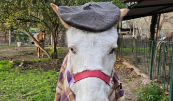 De vítima de maus-tratos a símbolo de amor: a emocionante história do cavalo Jacinto