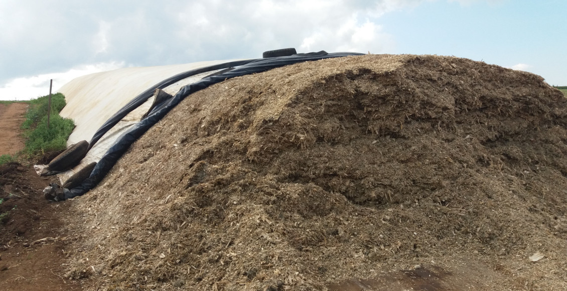 Volumoso garante produtividade e ganho de peso do rebanho durante a seca