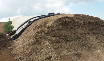 Volumoso garante produtividade e ganho de peso do rebanho durante a seca