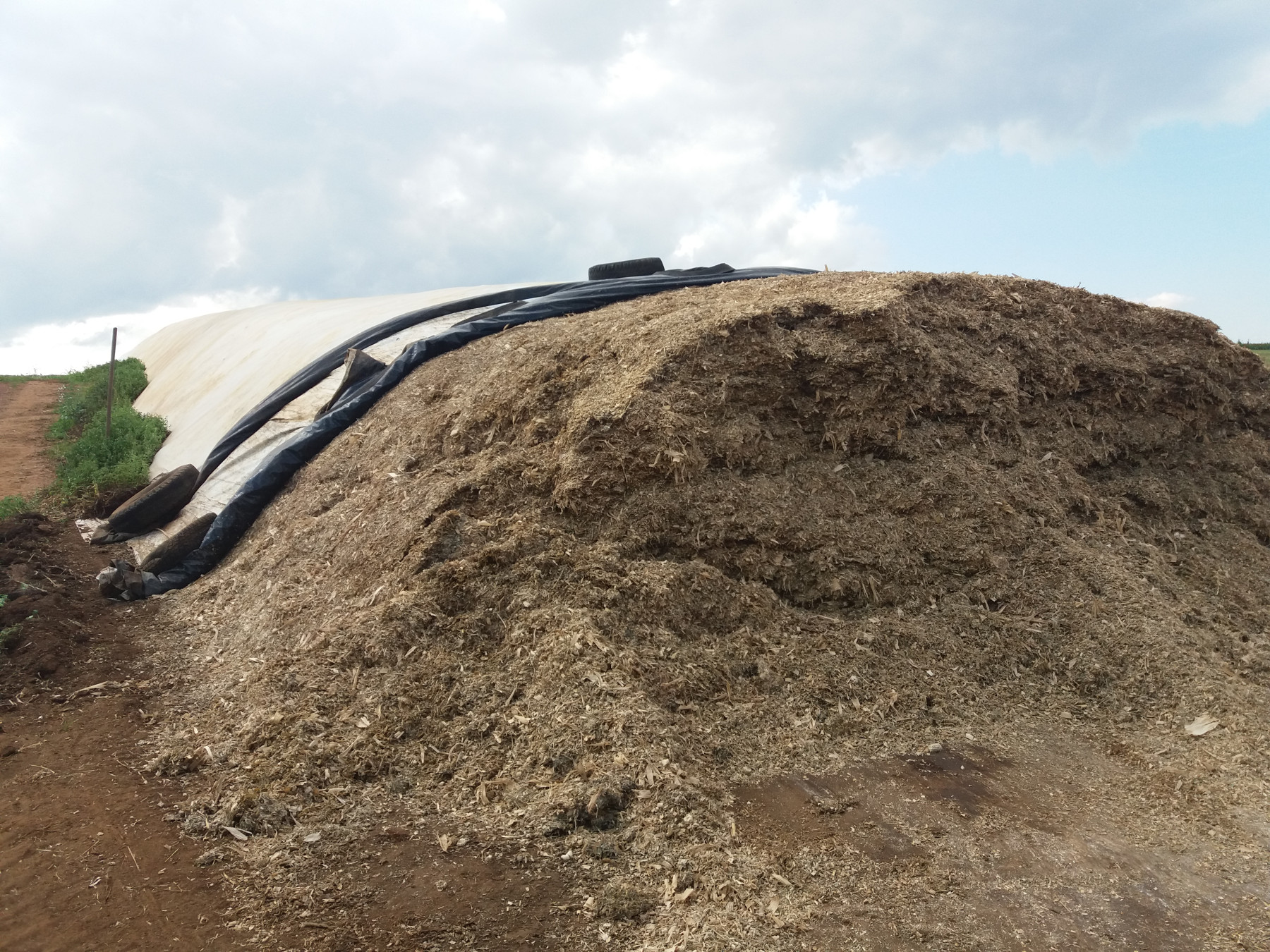 Volumoso garante produtividade e ganho de peso do rebanho durante a seca