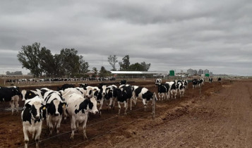 Conheça o fazendeiro que começou com 13 vacas emprestadas e hoje produz 40.000 litros por dia