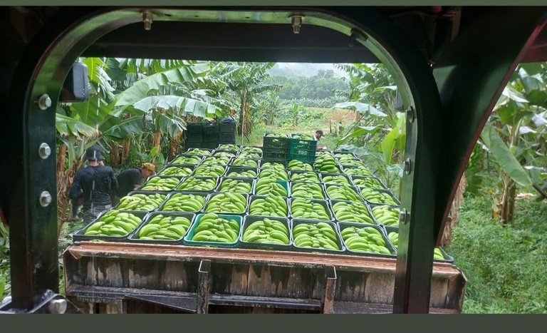 Sustentabilidade marca nova IG de São Paulo: banana do Vale do Ribeira conquista reconhecimento