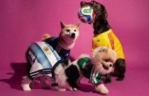 Adidas surpreende e lança camisas da Copa do Mundo 2026 para cães — veja como ficou a coleção
