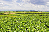 Nova soja convencional combina produtividade e controle de plantas daninhas
