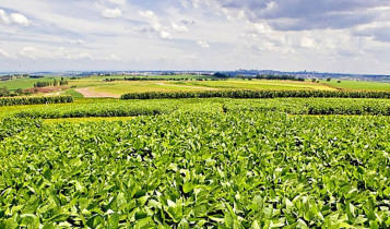 Nova soja convencional combina produtividade e controle de plantas daninhas