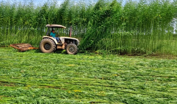 Embrapa pesquisa planta que pode transformar recuperação do solo