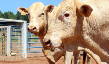Raça Canchim recebe certificação para carne premium produzida em rebanhos leiteiros