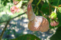 Novo aplicativo apoia produtores na identificação e manejo de pragas e doenças do cajueiro