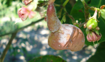 Novo aplicativo apoia produtores na identificação e manejo de pragas e doenças do cajueiro