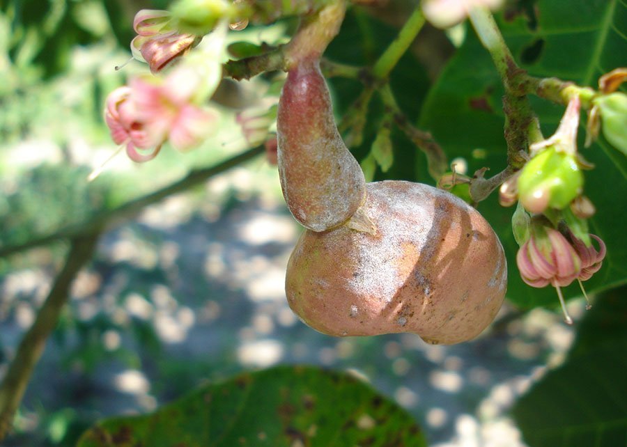 Novo aplicativo apoia produtores na identificação e manejo de pragas e doenças do cajueiro