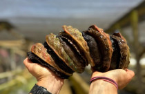 Molusco mais caro dos EUA, abalone leva até 6 anos para crescer — e nasce em apenas uma fazenda