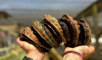 Molusco mais caro dos EUA, abalone leva até 6 anos para crescer — e nasce em apenas uma fazenda