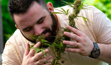Cannabis pode abrir mercado bilionário para o agro brasileiro e, Nordeste desponta como potência produtiva