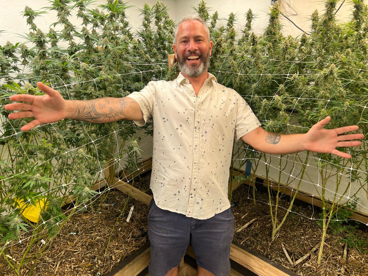 cannabis medicinal accura