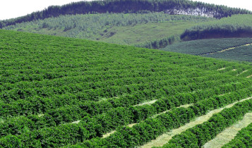 Mudanças no MCR: acesso a crédito rural exige responsabilidade socioambiental e rastreabilidade