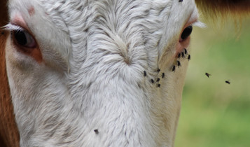 Mosca-dos-chifres drena lucro e pode custar bilhões à pecuária