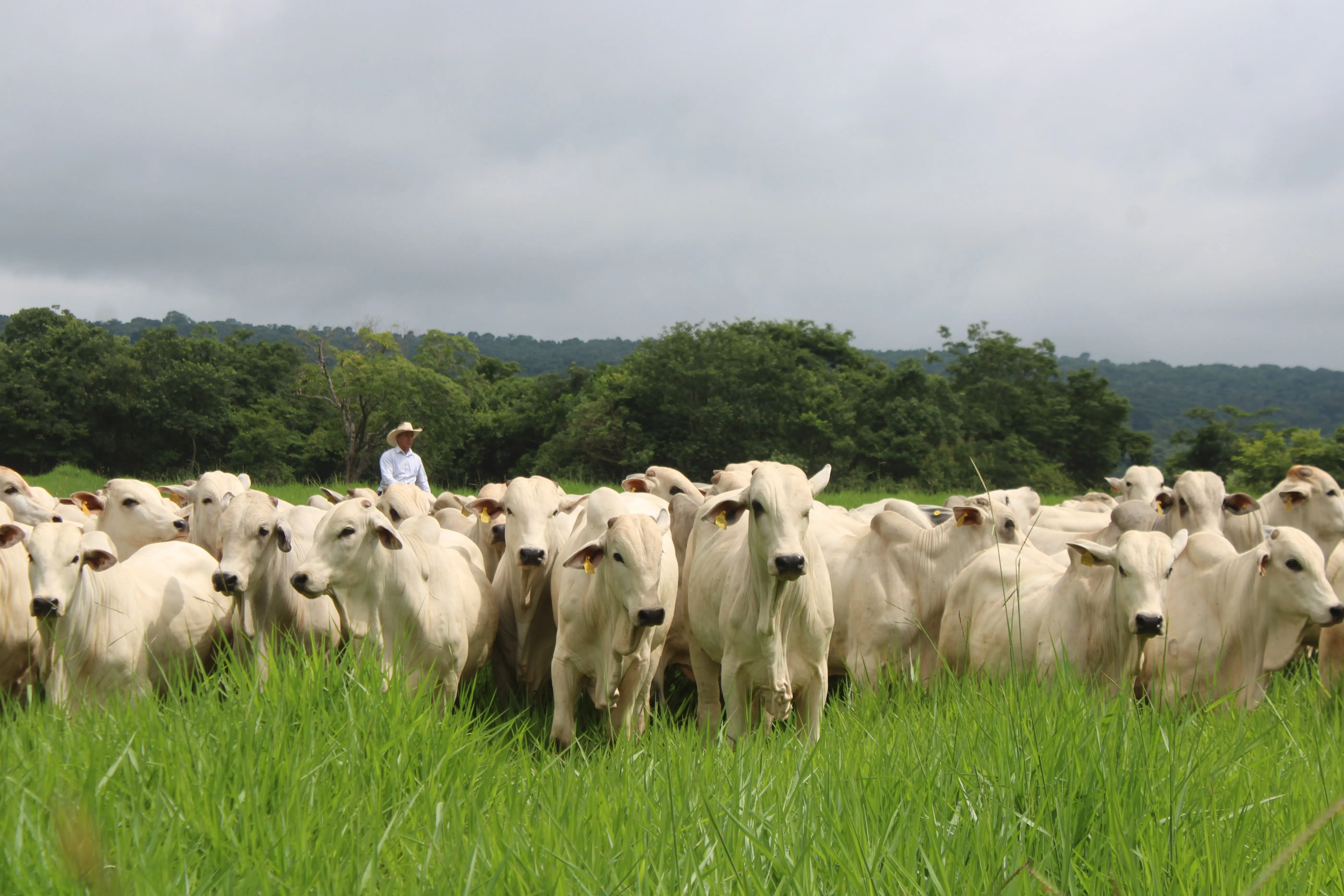 Mesa Brasileira da Pecuária Sustentável propõe recomendações para aprimorar programa brasileiro de recuperação de pastagens