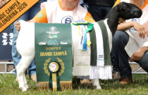 grande campea dorper DCM BPB COOKA VILLA 1171