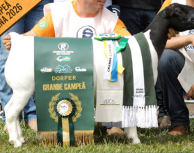 grande campea dorper DCM BPB COOKA VILLA 1171