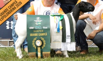 grande campea dorper DCM BPB COOKA VILLA 1171