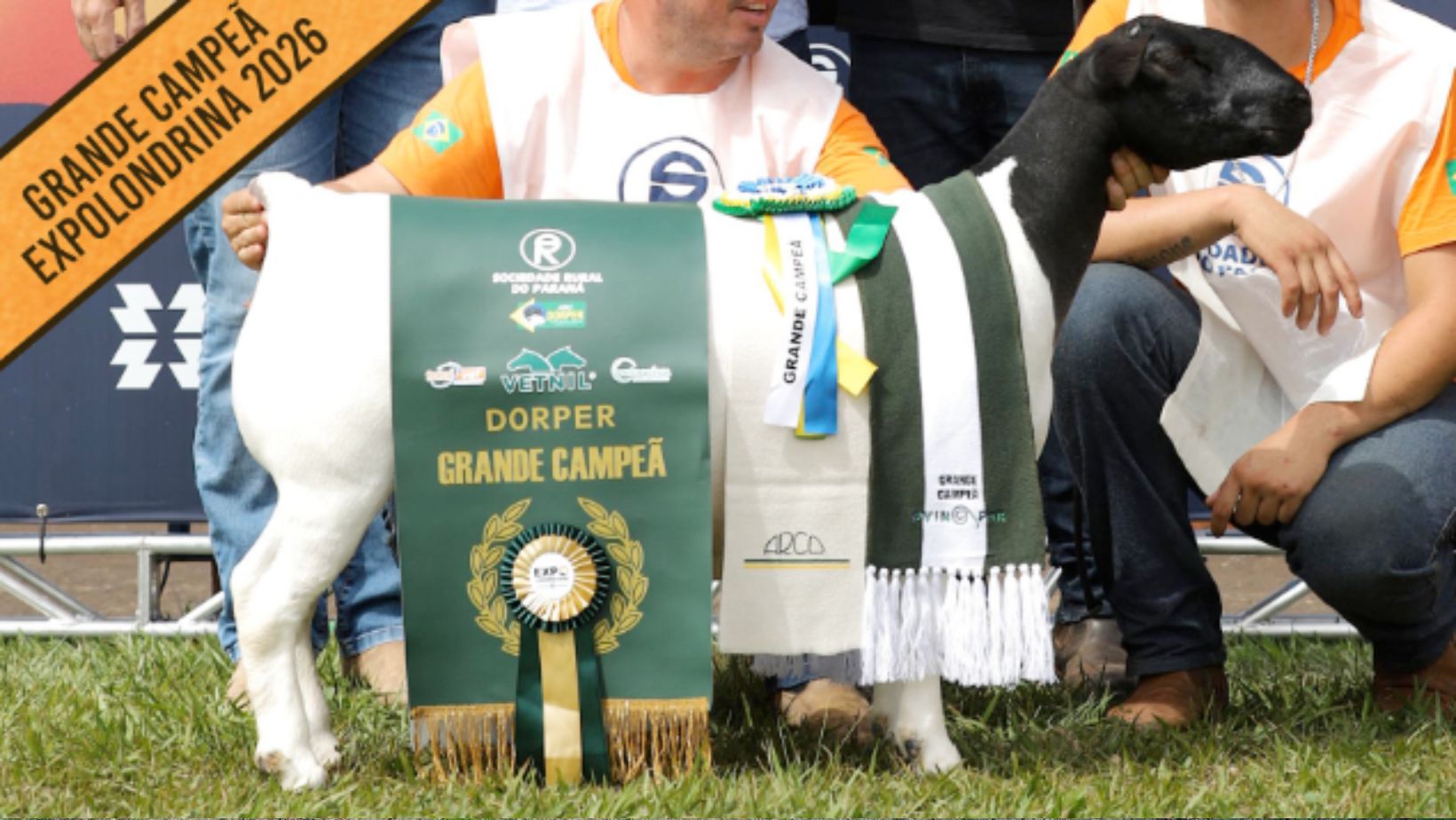 grande campea dorper DCM BPB COOKA VILLA 1171