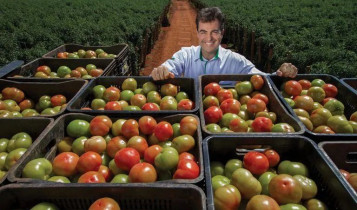 Grupo Trebeschi pede recuperação judicial; maior produtor de tomates do Brasil tem R$ 1,27 bilhão em dívida