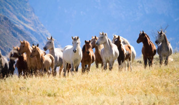 Cavalos precisam viver em grupo? Entenda o impacto direto no comportamento e na saúde