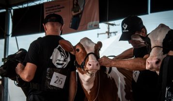 Criadores de gado Holandês têm até 30 de abril para se inscrever na Fenasul Expoleite
