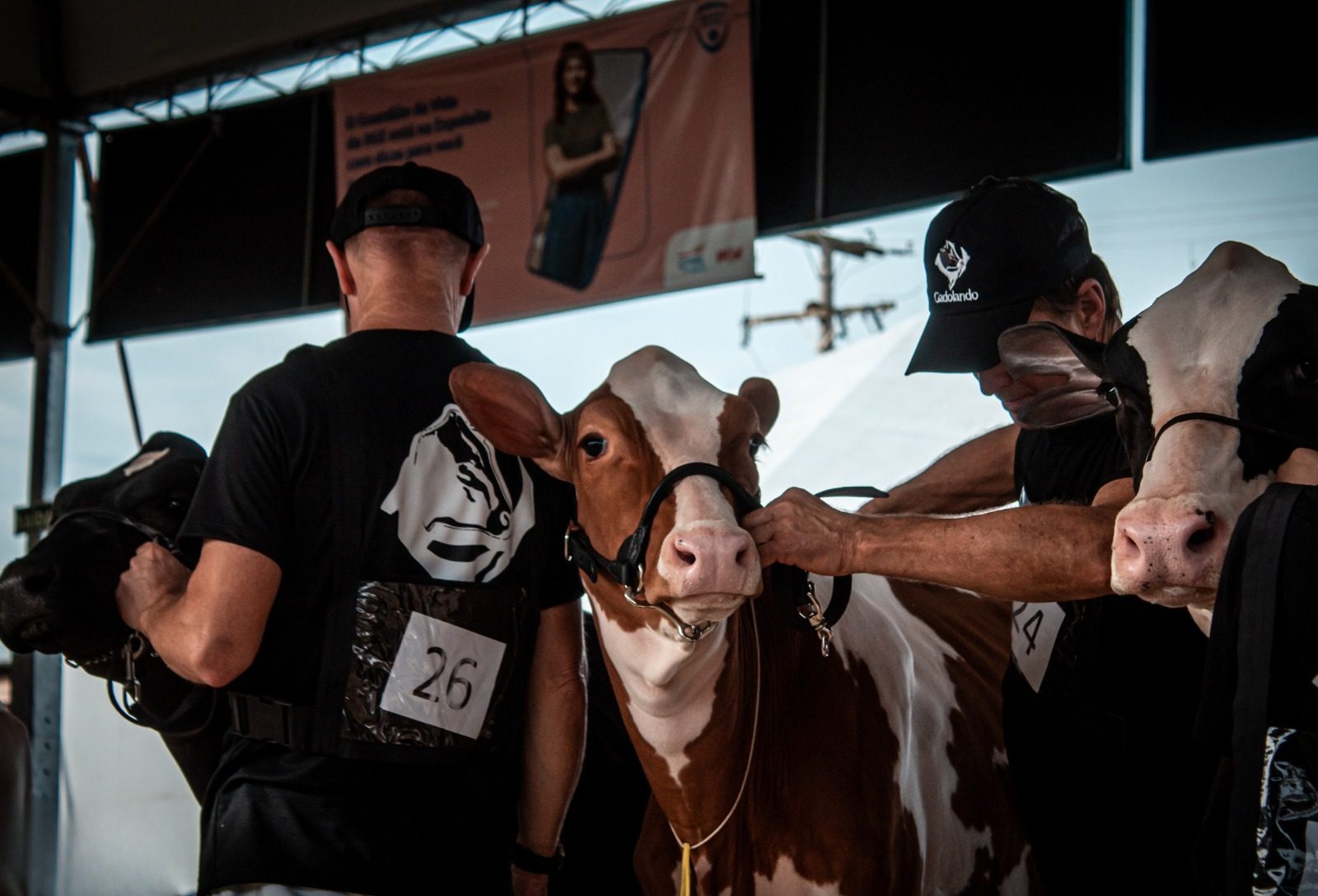 Criadores de gado Holandês têm até 30 de abril para se inscrever na Fenasul Expoleite