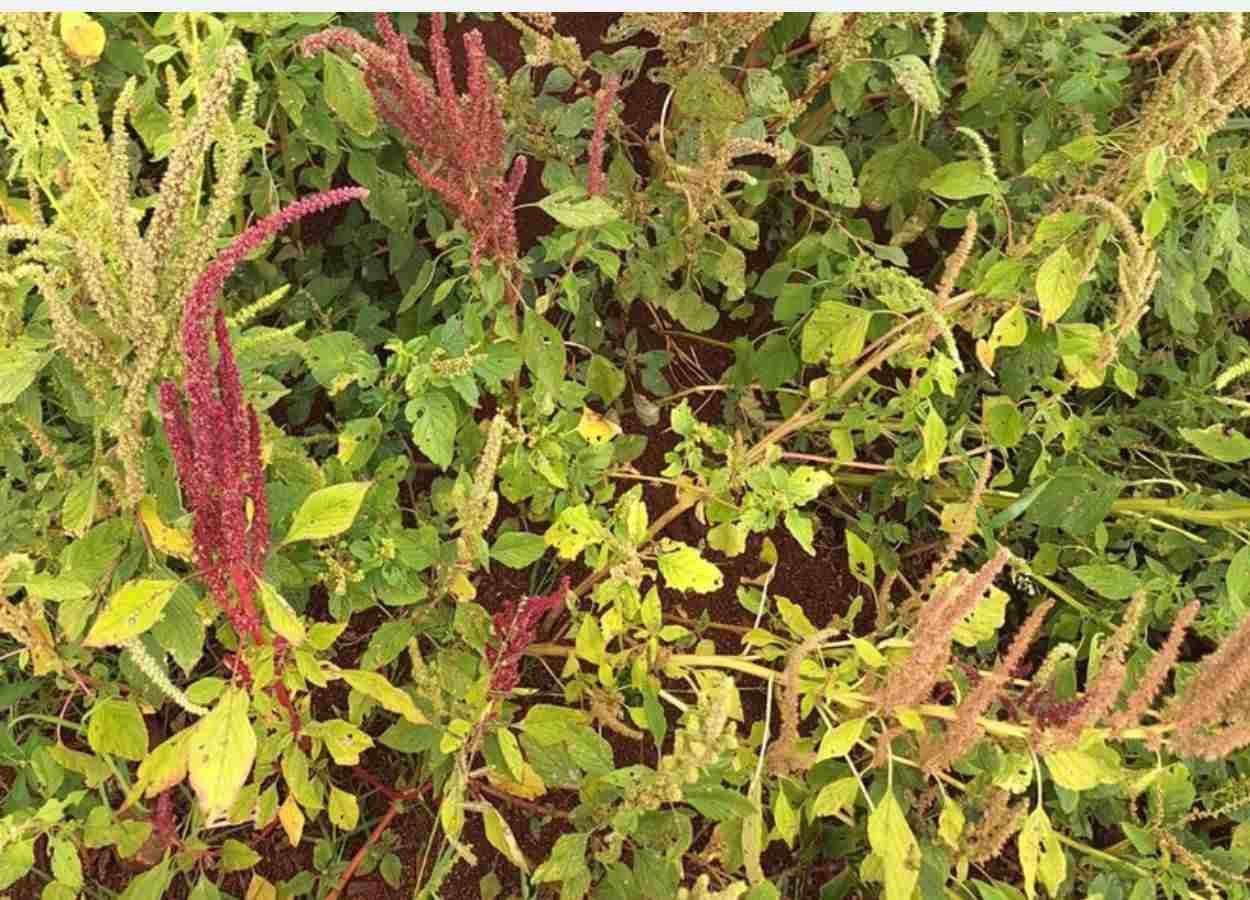 Infestação de caruru-roxo preocupa produtores e dificulta controle na soja