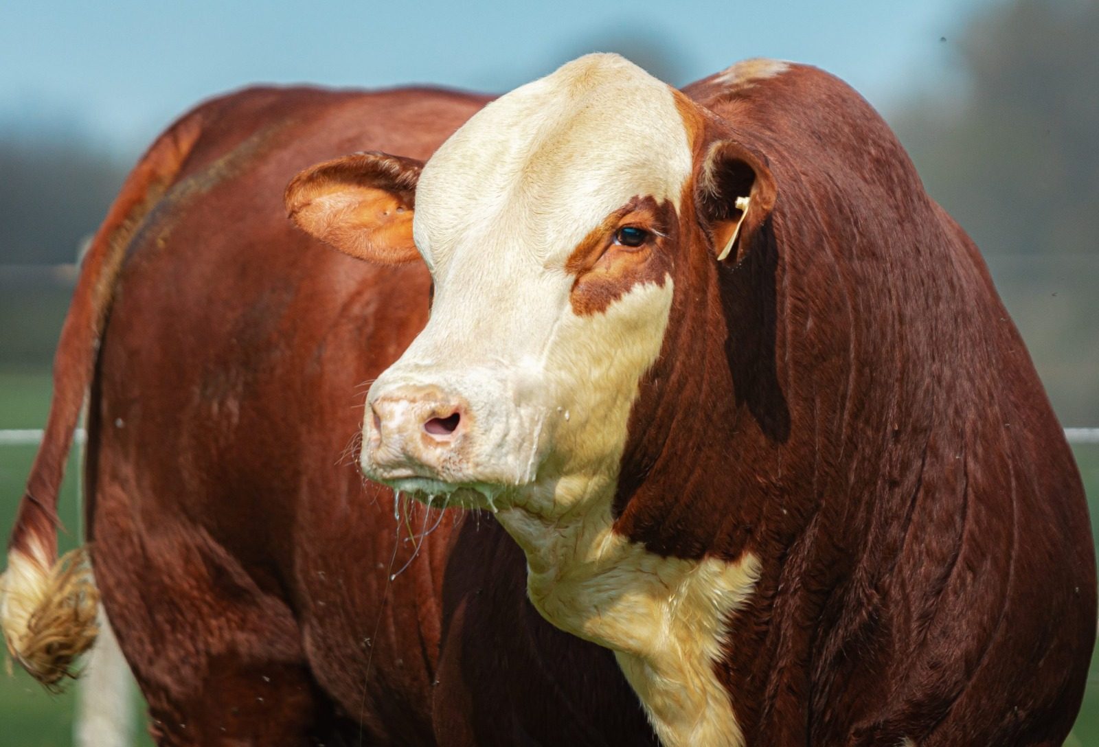 Valorização da pecuária aponta momento de mercado propício para raças Hereford e Braford