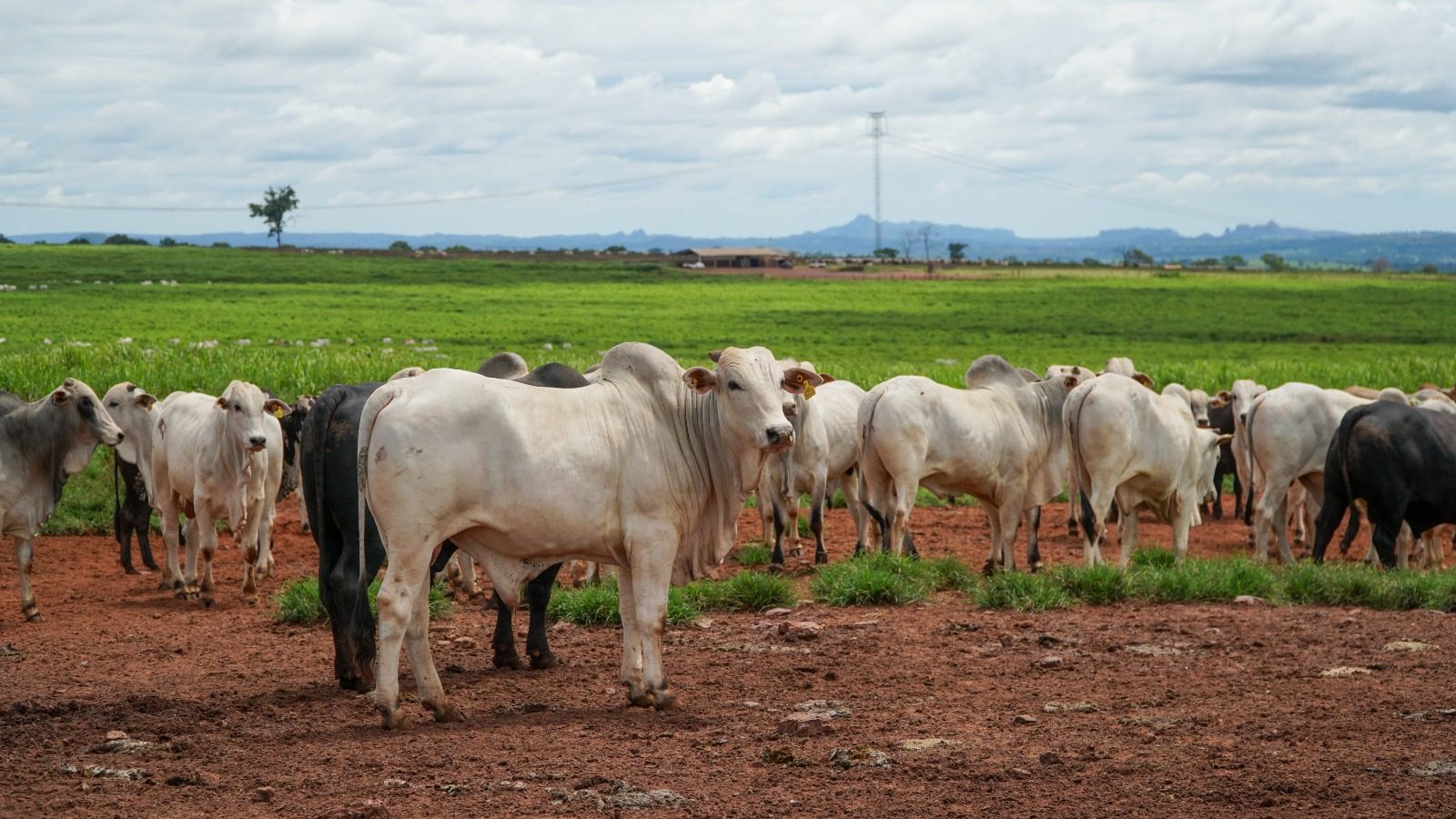 Produção da pecuária de Mato Grosso deve movimentar R$ 42,1 bilhões em 2026