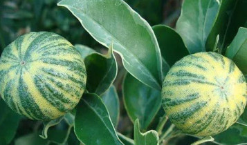 Fruta exótica intriga botânicos ao combinar casca de melancia e fragrância de limão; conheça