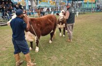 Curso de jurados retorna à programação da Nacional Hereford e Braford