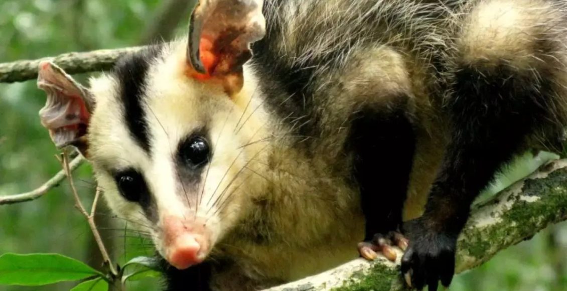 O funcionário que trabalha de graça: Por que você nunca deve expulsar este animal da sua fazenda