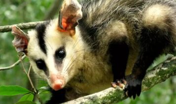 O funcionário que trabalha de graça: Por que você nunca deve expulsar este animal da sua fazenda