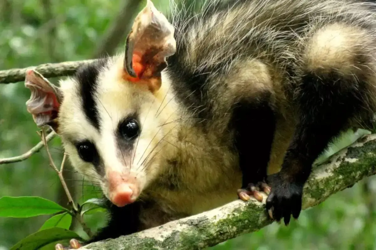 O funcionário que trabalha de graça: Por que você nunca deve expulsar este animal da sua fazenda