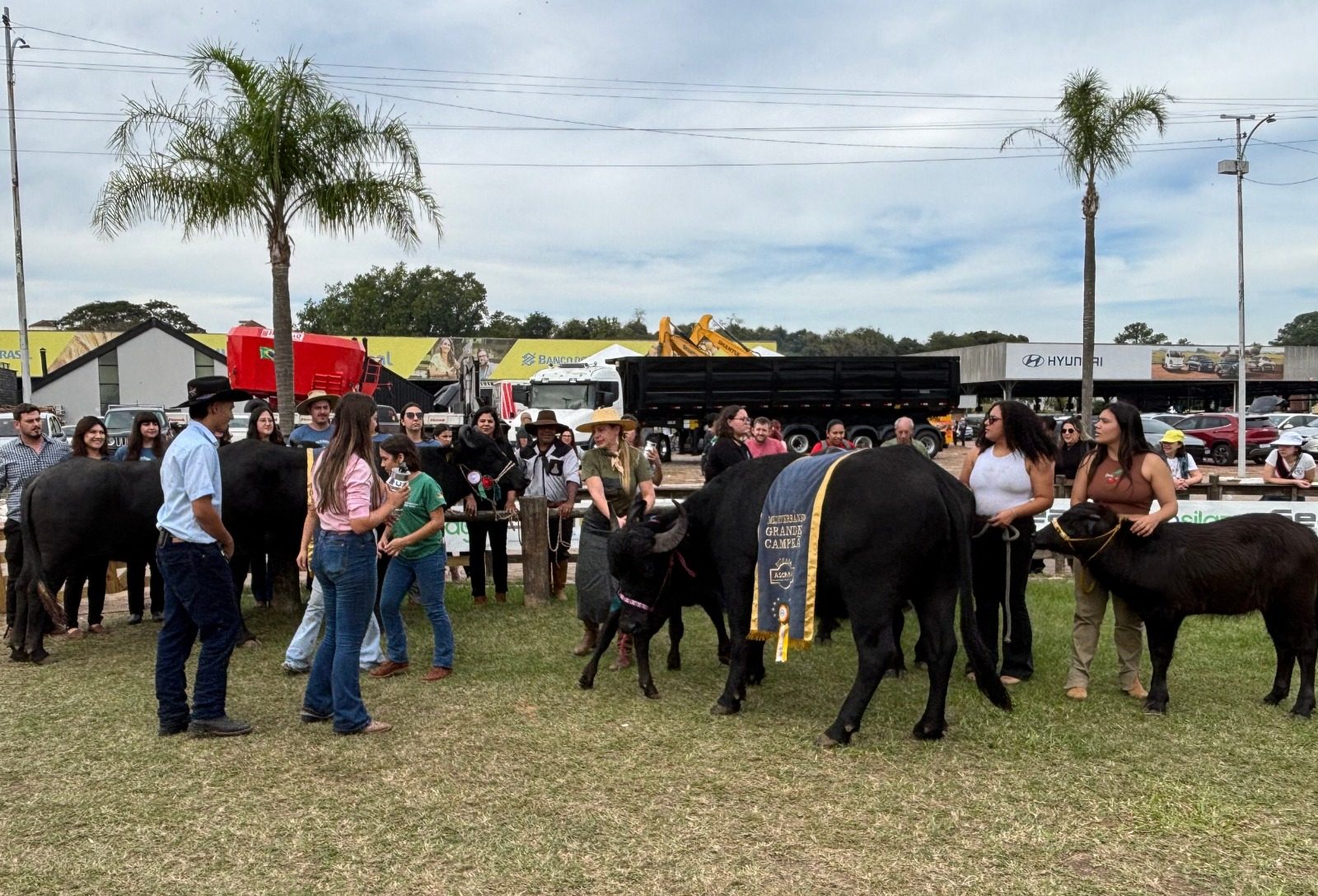 Abertas as inscrições para participação dos búfalos na Fenasul Expoleite