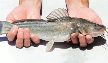 Saiba como criar o jundiá-cinza: o peixe que garante lucro real com custo de apenas R$ 7 por quilo