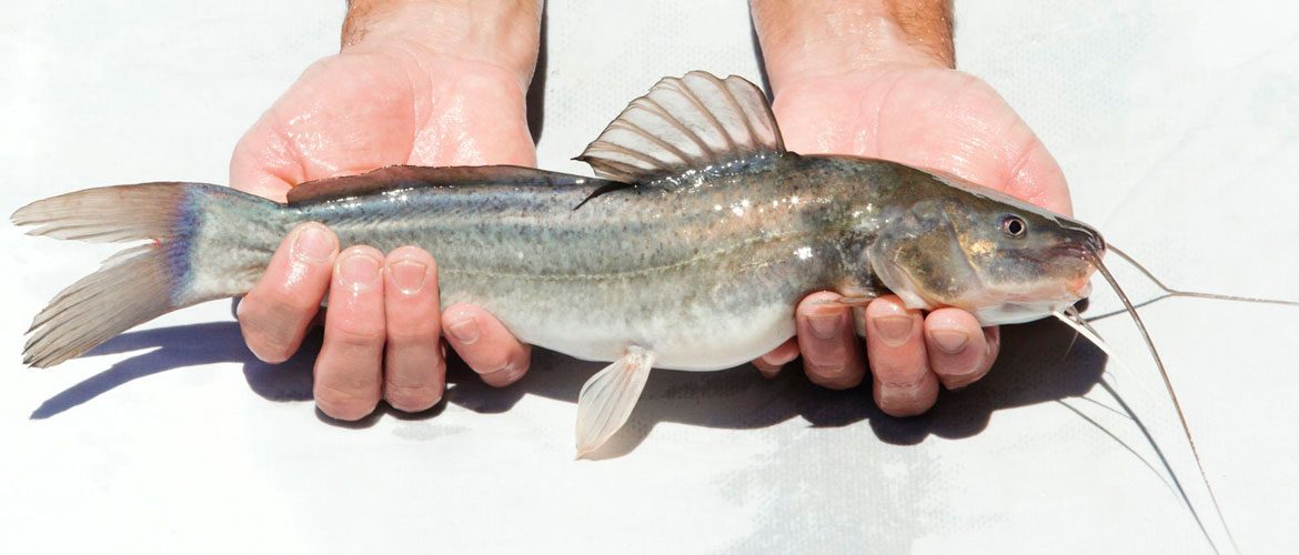 Saiba como criar o jundiá-cinza: o peixe que garante lucro real com custo de apenas R$ 7 por quilo
