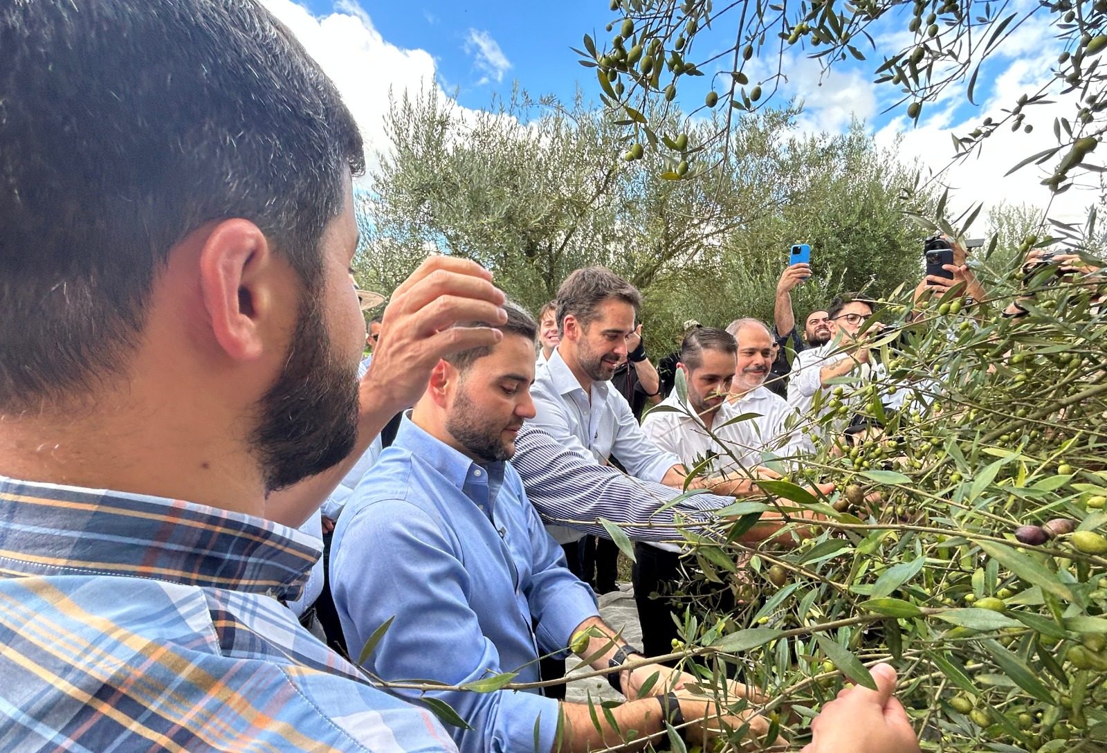 Abertura da colheita confirma expectativa de safra recorde de azeite de oliva