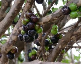 A ciência por trás da jabuticaba: por que seus frutos não nascem nas pontas dos galhos?