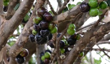 A ciência por trás da jabuticaba: por que seus frutos não nascem nas pontas dos galhos?