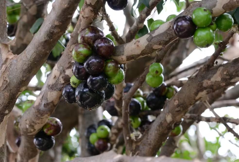 O segredo da jabuticaba: Por que a joia brasileira não sai do topo dos rankings mundiais?