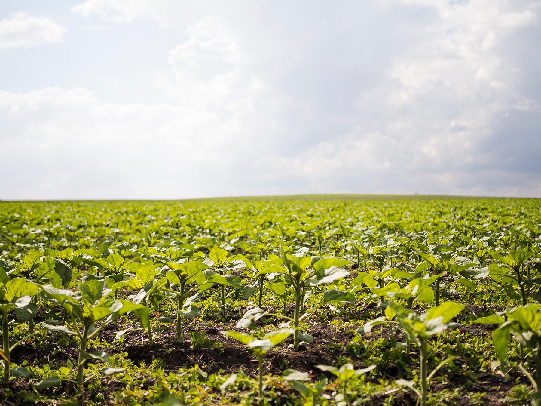Outono traz desafios no Cerrado, mas também abre espaço para boas estratégias no campo