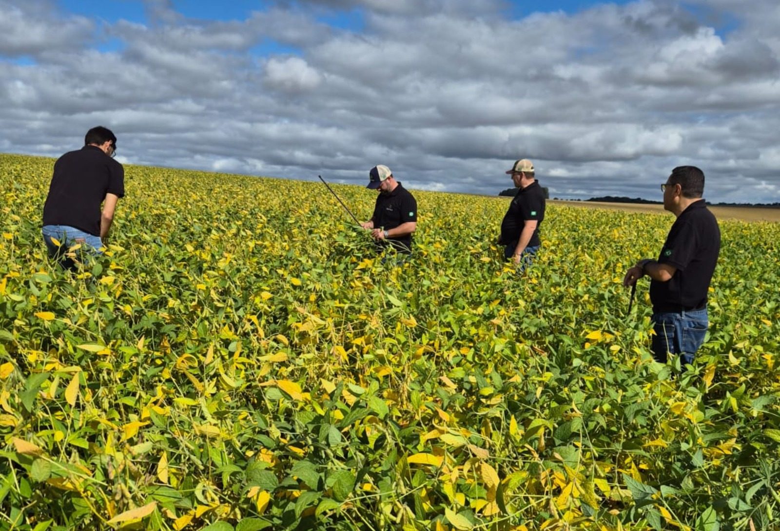 Tour técnico marca fechamento da colheita da soja e da safra de milho verão no RS