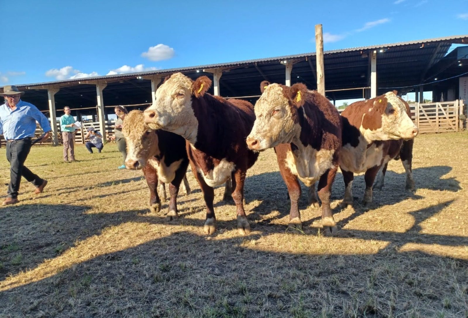 Hereford se destaca com alto nível genético em julgamento rústico na Nacional