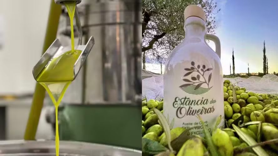 Brasil no topo: azeite nacional atinge pontuação máxima em concurso mundial
