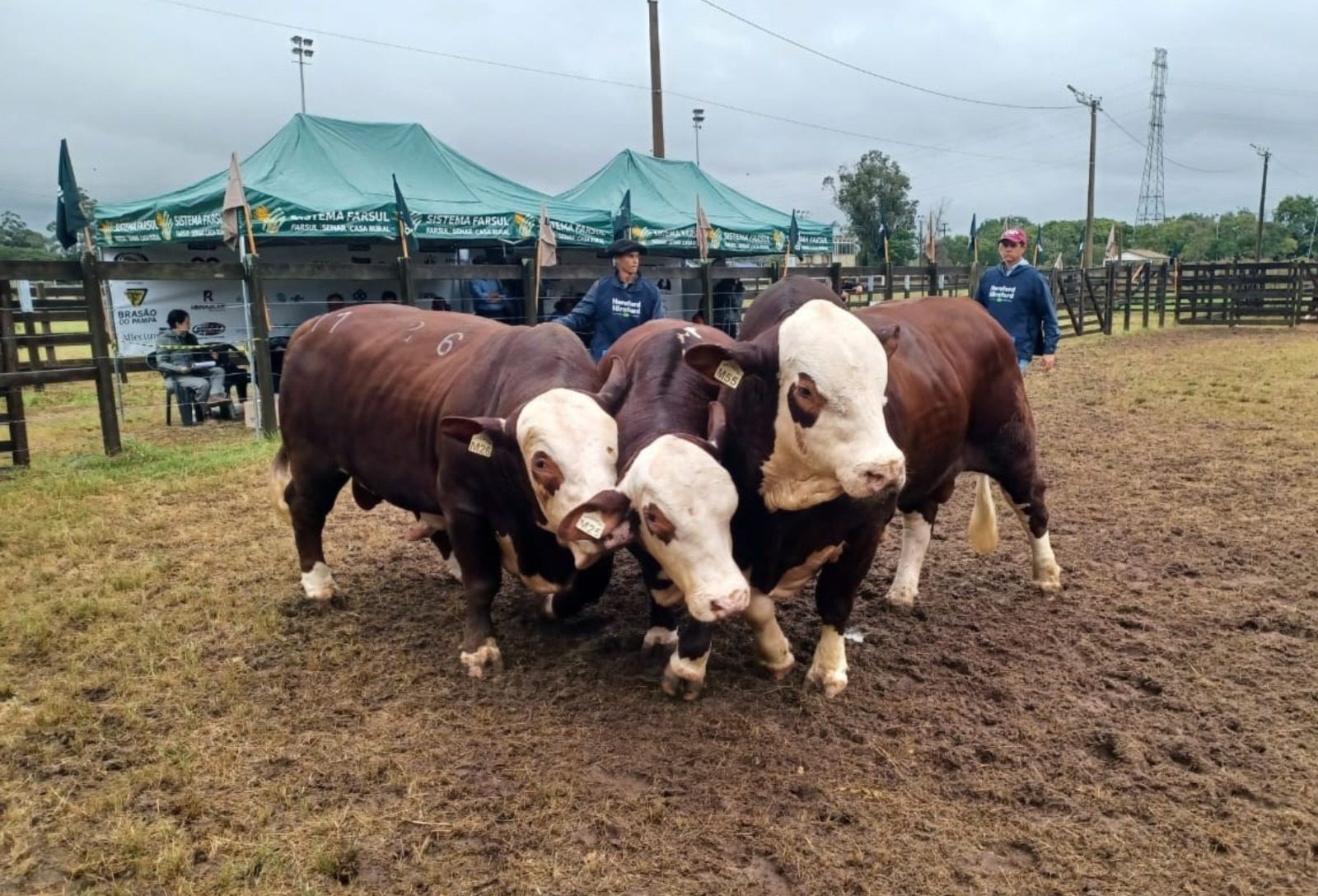 Braford rústico se destaca na Nacional com animais de alto padrão genético