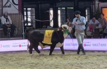 Nacional consagra campeões Braford e evidencia seleção voltada ao mercado